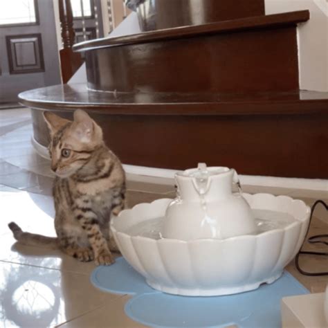 Purring For More Reviewing Ceramic Cat Water Fountains