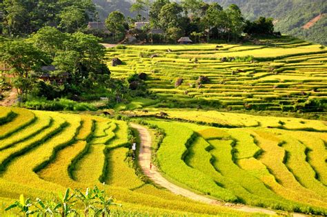 terraced rice fields  northern vietnam areas   vietnam