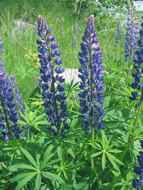 Lupinus polyphyllus (blue lupine): Go Botany