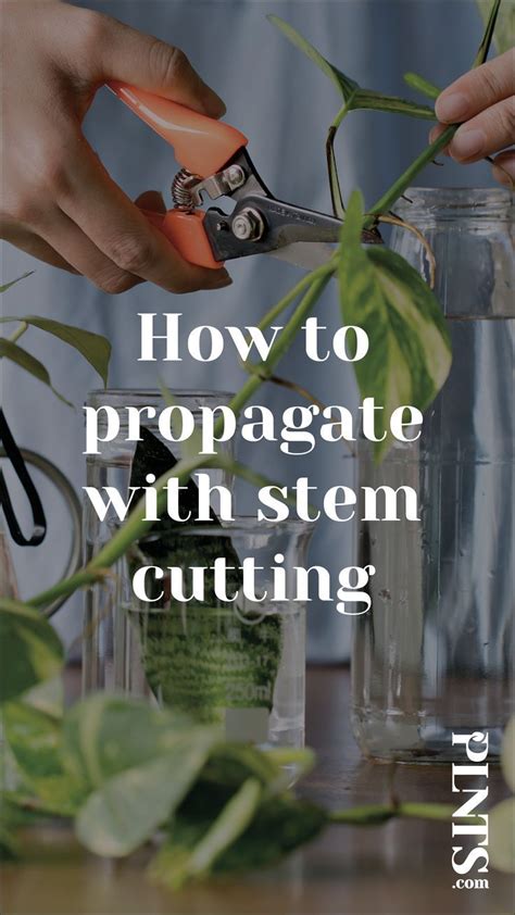 How To Propagate Your Plants Four Easy Ways To Make More Houseplants Artofit