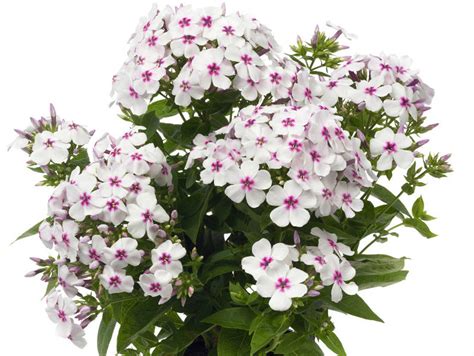 Phlox White Eye Flame