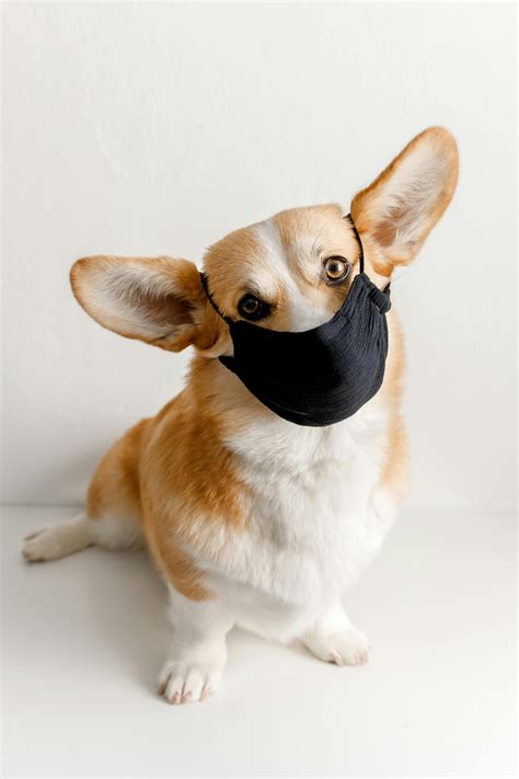 A Dog wearing Face MaskFree Stock Photo