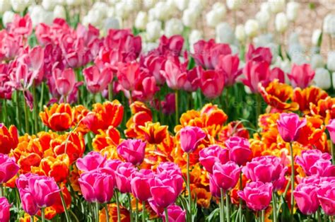 10 Segredos De Como Cuidar De Tulipas Em Casa