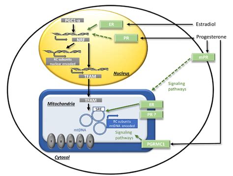 Role Of Sex Hormones On Brain Mitochondrial Function With Special