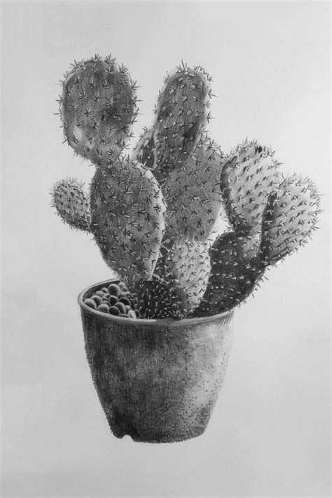 Detailed Pencil Sketch of a Cactus in a Pot