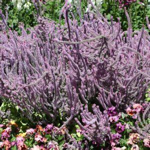 Statice Limonium Suworowii MyGardenLife