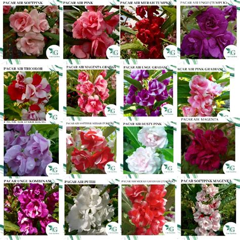 Jual Aneka Warna Benih Bunga Pacar Air Tumpuk Impatiens Balsamina Serba