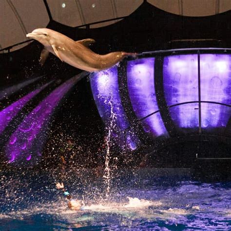 Dolphin Presentation Georgia Aquarium