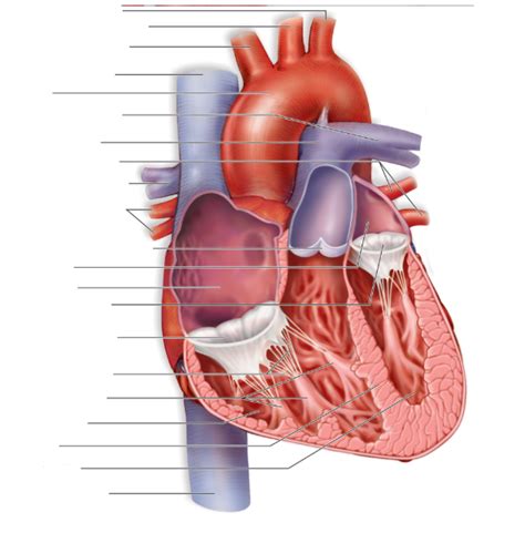 Cardiovascular System Labeling Diagram Quizlet