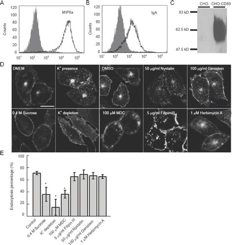 Endocytosis Of Fc R In Stably Transfected Cho Cells A Cho Cells