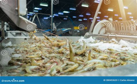 Freezing Farmed Shrimp In A Tank Of Frozen Water At A Seafood