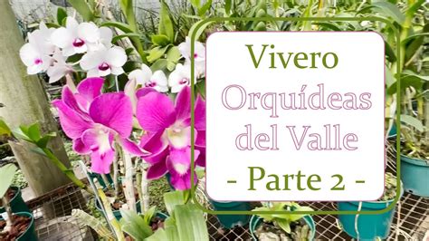 Vivero De Orqu Deas Del Valle Alma Del Bosque En Cali Parte Youtube