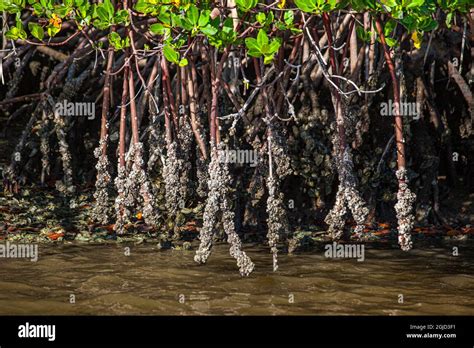 Red Mangroves Fotos Und Bildmaterial In Hoher Aufl Sung Alamy