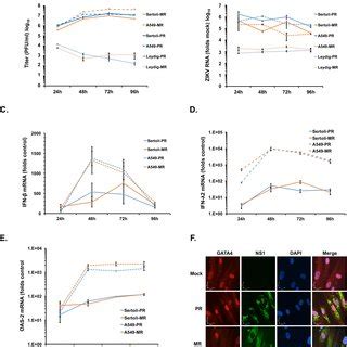 Sertoli Cells Support High Levels Of Zikv Replication A Primary