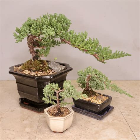 Bonsai — Long Stems Exceptional Floral Design In Merion