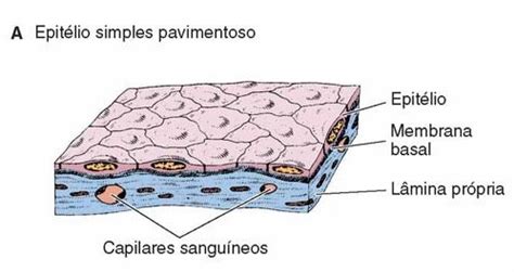 Life Pet - Portal Acadêmico: Histologia - Tecido Epitelial