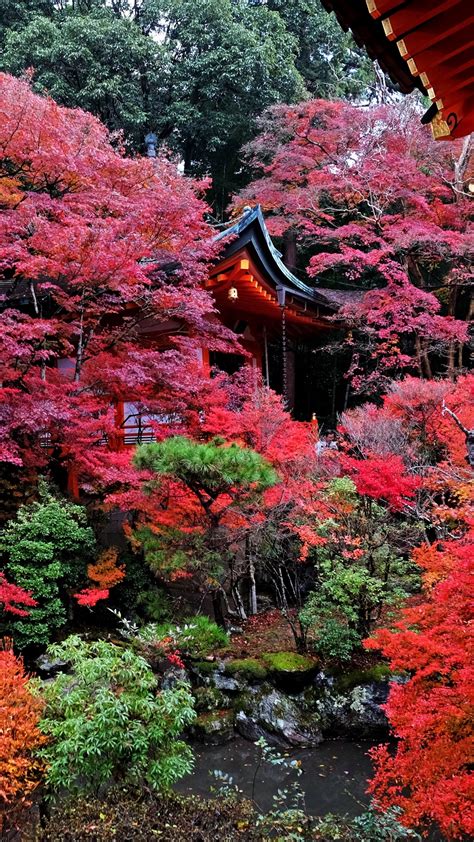 Wallpaper Temple, Autumn, Japan, Kyoto - Autumn In Japan 4k (#2498659) - HD Wallpaper ...