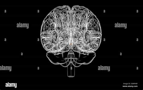 Brain Mammillary Body Anatomy For Medical Concept 3d Illustration Stock