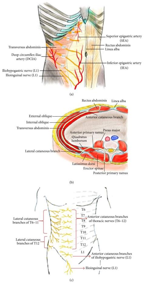 Transversus Abdominal Plane Block Openanesthesia