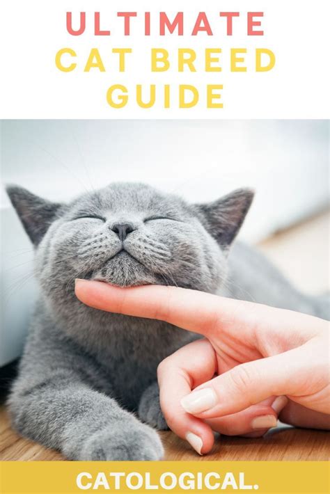 The ultimate guide to different cat breeds 100 feline breeds – Artofit