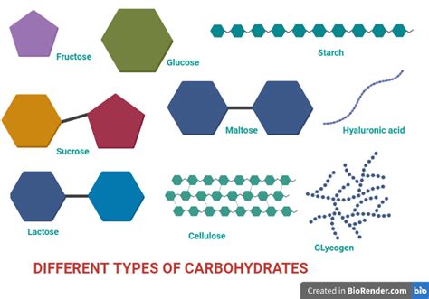 Carbohydrates Definition Sources Functions Types Properties Sciencevivid