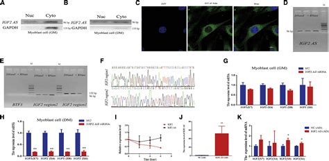 Lncrna Igf As Regulates Bovine Myogenesis Through Different Pathways