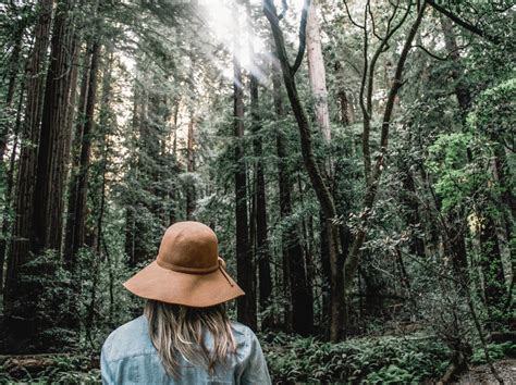 Wallpaper Sunlight Trees Nature Wilderness Jungle Rainforest