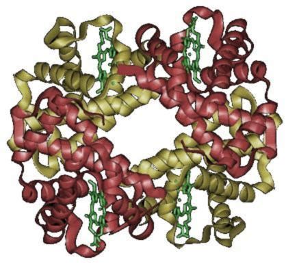 Blood proteins - wikidoc