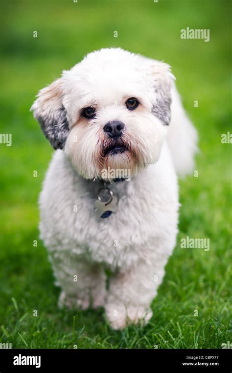 Lhasa Apso Dog Hi Res Stock Photography And Images Alamy