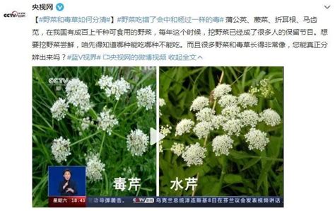 紧急提醒！别再乱挖野菜吃了 严重可致命 快告诉家里人凤凰网