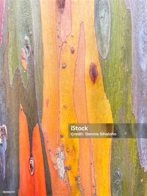 Bark Of A Rainbow Eucalyptus Tree Stock Photo Download Image Now Istock