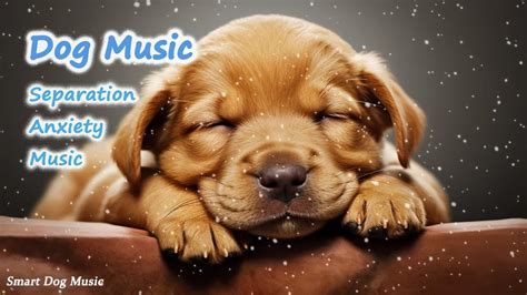 Relaxing Dog Music 💖 Separation Anxiety Music For Dog Relaxation 3