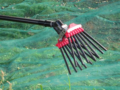 The Only Tool Used For Harvesting Olives In Italy Italy Olive Harvest