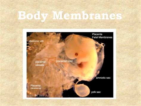 Ppt Body Membranes Powerpoint Presentation Free Download Id1037861