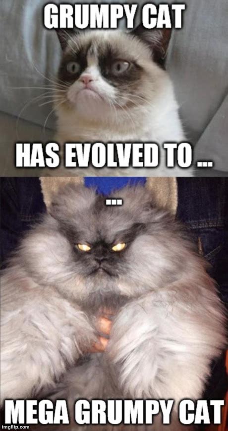 Image Tagged In Memes Grumpy Cat Funny Imgflip