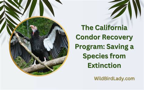 The California Condor Recovery Program Saving A Species From Extinction