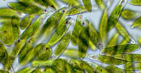 Motic Europe | Blog: Euglena - part plant, part animal