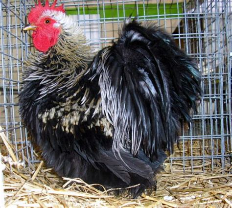 Coq mille fleurs Bantam de Pékin