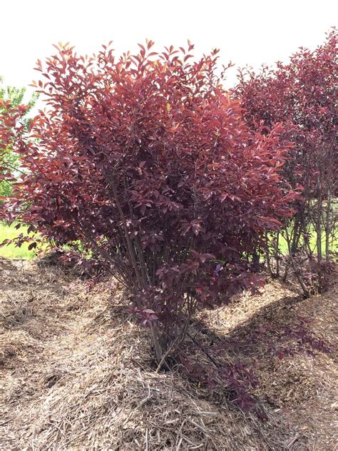 Canada Red Select Cherry Tree Plant Guide