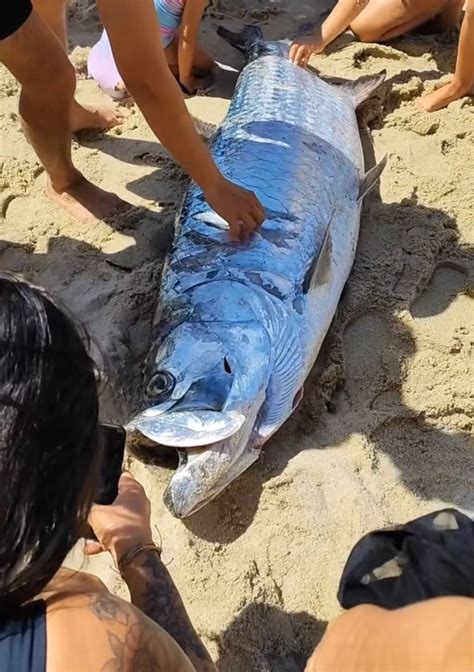 Pescadores fisgam peixe gigante no litoral do Piauí veja vídeo