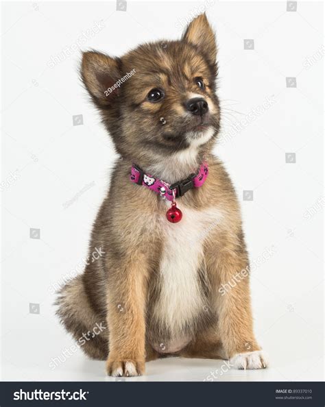 Mixed Siberian Husky Puppy On White Stock Photo 89337010 | Shutterstock