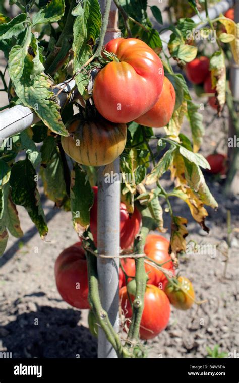 TOMATO COEUR DE BOEUF Stock Photo - Alamy