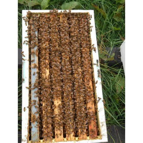 Apiculteur Pro Vends Essaims D Abeilles Buckfast Sur Cadres Dadant