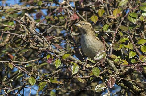 1+ Free Yellow-Throated Bush Sparrow & Bird Images - Pixabay