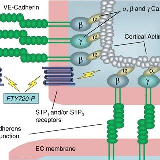 S1P S1P1 Dependent Egress Of T Cells From Lymph Nodes Modulation By