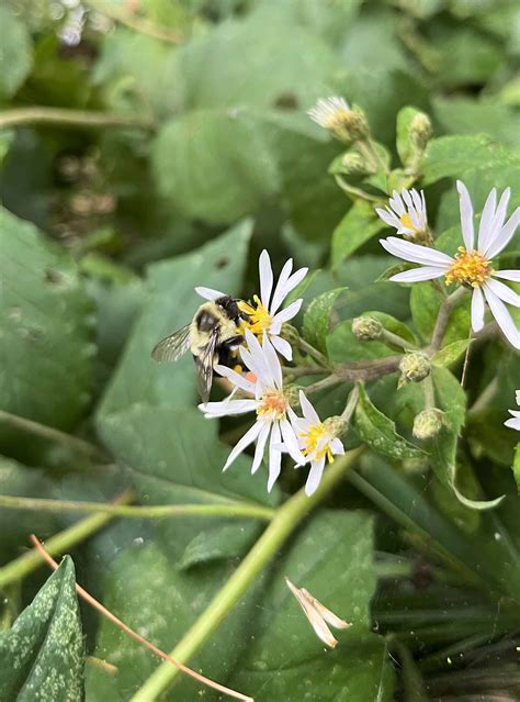 Big Leaf Aster (Aster macrophyllus) 3-pack of pots — Blazing Star Gardens