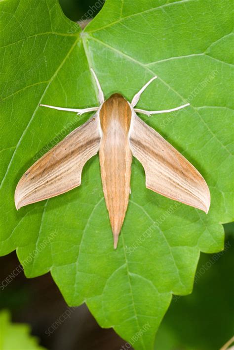 Tersa Sphinx Moth Xylophanes Tersa Stock Image F0312577