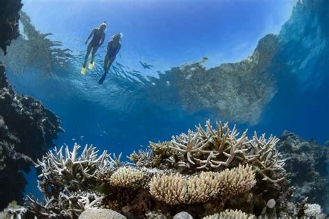 Airlie Beach Great Barrier Reef Whitehaven Beach Tour Getyourguide