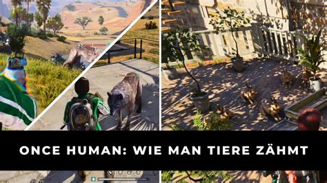 Once Human Wie Man Tiere Z Hmt Keengamer