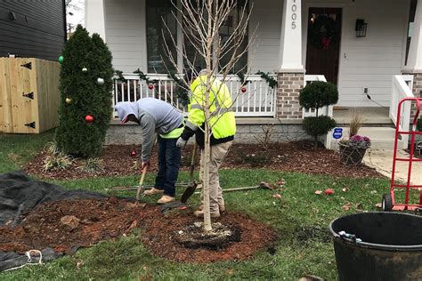 Why You Should Plant Trees In Fall And Winter — Nashville Tree Conservation Corps